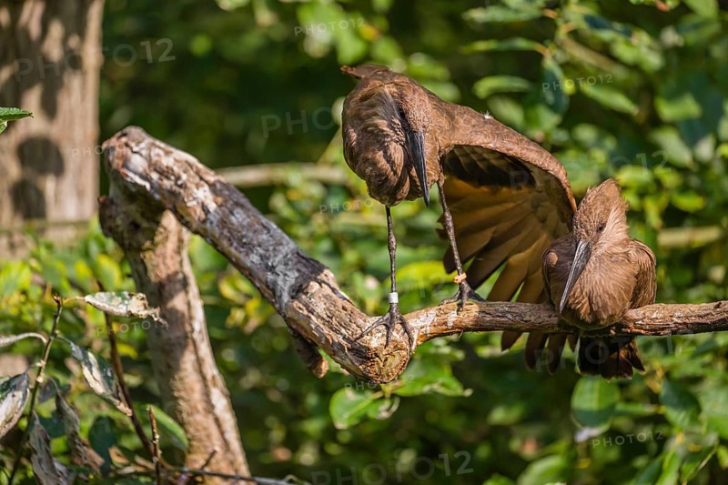 A hamerkop (Scopus umbretta) rests on a branch of a tree, a second one stretches a wing. Green leaves are in the background