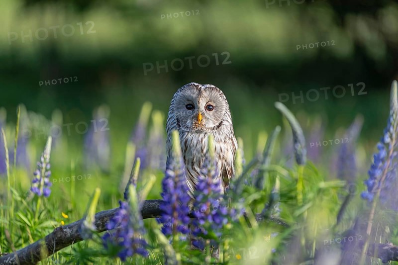 One Ural owl (Strix uralensis) sitting on a branch lying in a field of flowering lupines in late evening light
