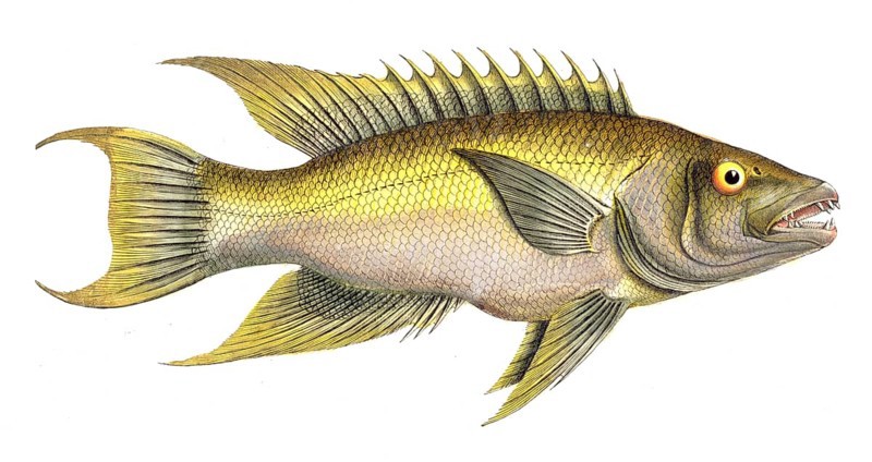 Fish, Fish, Sea bream family, Sparus falcatus, Siechelflosser, Historical, digitally restored reproduction from a 19th century original, Record date not stated
