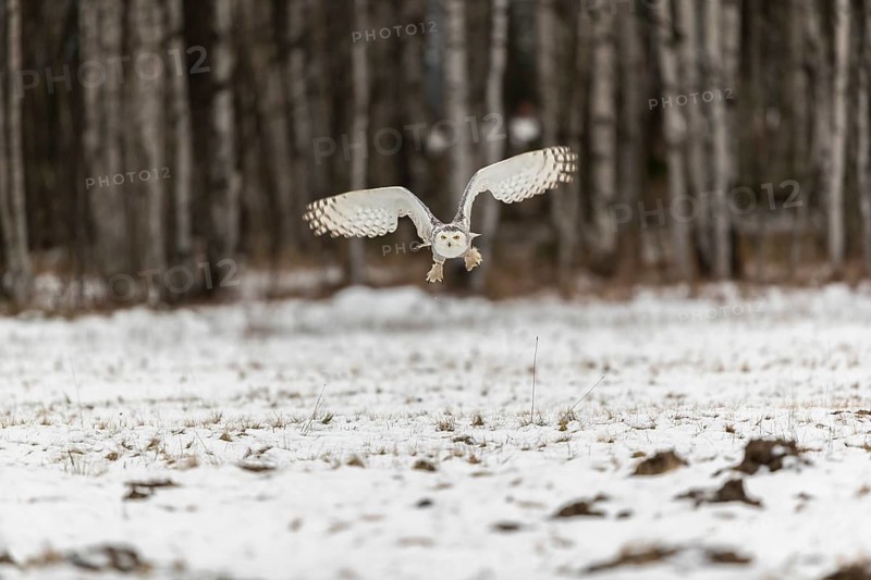 One snowy owl, Bubo scandiacus, Bubo scandiaca, Nyctea scandiaca flying over a snowy meadow with a forest of birch trees in the background