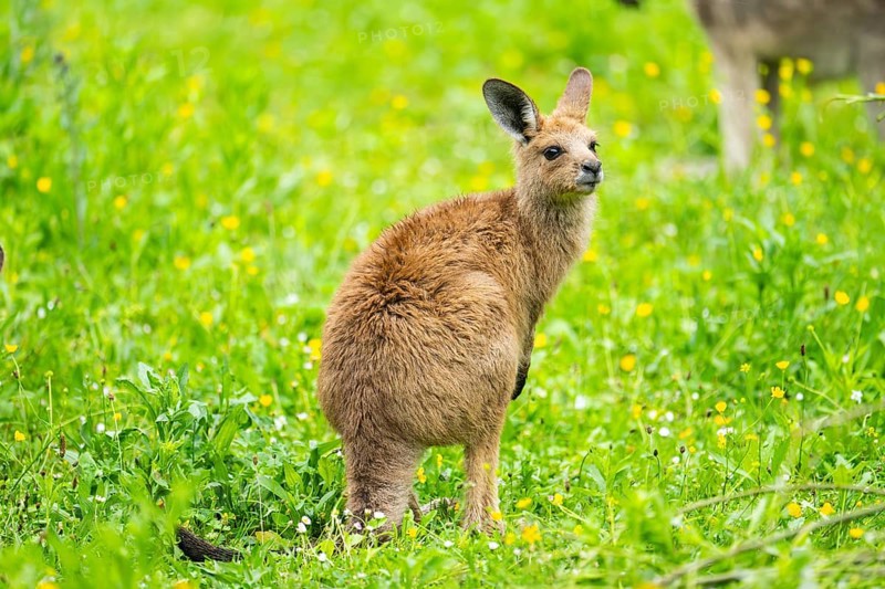 Eastern grey kangaroo (Macropus giganteus) on a meadow, Bavaria, Germany, Europe