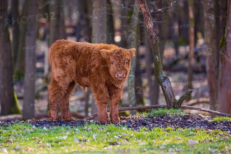 One Highland calf (Bos (primigenius) taurus) stands at a forest edge