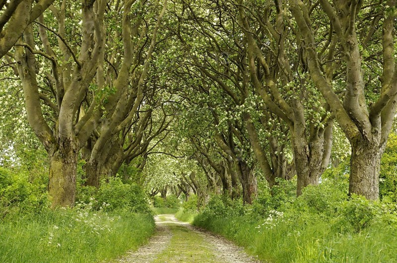 The avenue of rowan, (Sorbus), Swedish whitebeam in Thuringia