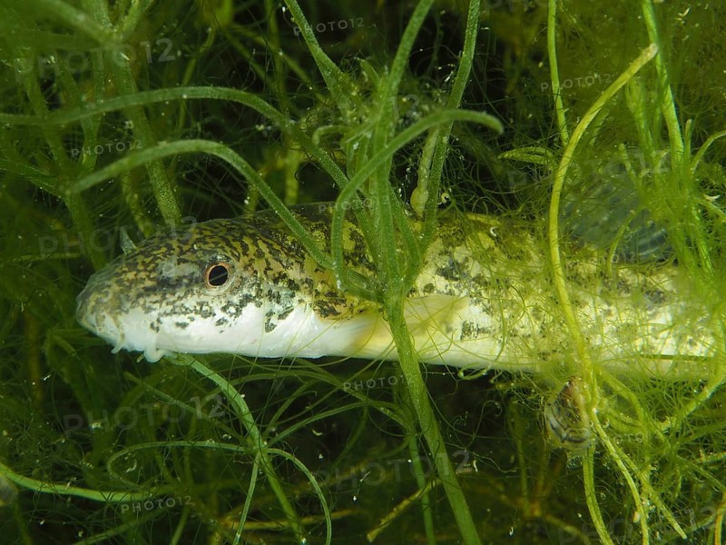 Common loach (Barbatula barbatula) hiding in dense underwater plants, Wildsau dive site, Berlingen, Lake Constance, Switzerland, Germany, Europe