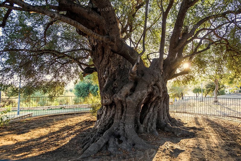 Ancient 1000-year-old olive tree, Santa Maria Navarrese, Gulf of Orosei National Park, Baunei, Nuoro, Sardinia, Italy, Europe