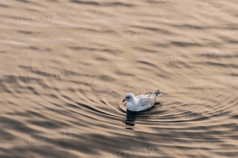 Northern fulmar (Fulmaris glacialis) swimming on the sea, Barents Sea, Northeast Iceland, Svalbard and Jan Mayen archipelago, Norway, Europe