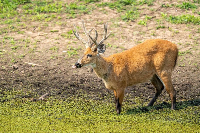 Pampas deer (Ozotoceros bezoarticus), standing in an overgrown pond, South Pantanal, Corumbá, Nhecolândia, Mato Grosso do Sul, Brazil, South America