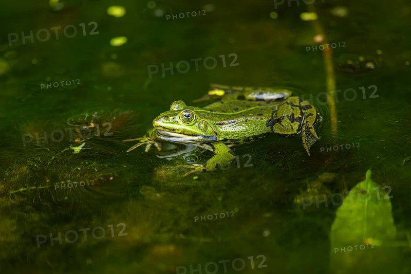Edible frog (Pelophylax esculentus) in a little lake in the water, Bavaria, Germany, Europe