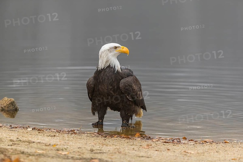 One Bald Eagle, Haliaeetus leucocephalus, standing in the shallow water ashore a small pond on a foggy cold autumn day