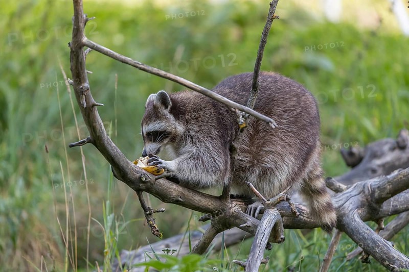 One Raccoon, procyon lotor, climbing on branches of a fallen tree and feeding on a found banana