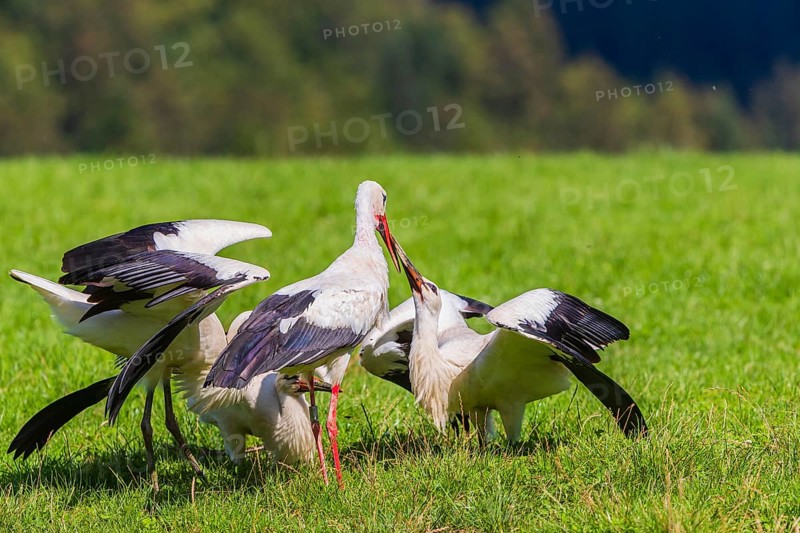 A white stork (Ciconia ciconia) family on a green meadow. One adult stork feeds a young