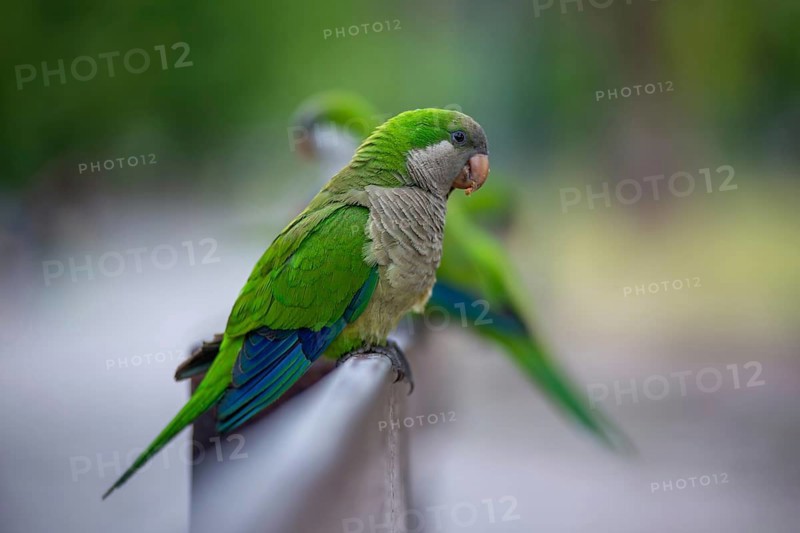 Free-living monk parakeets (Myiopsitta monachus) in a park in Buenos Aires, Argentina, South America
