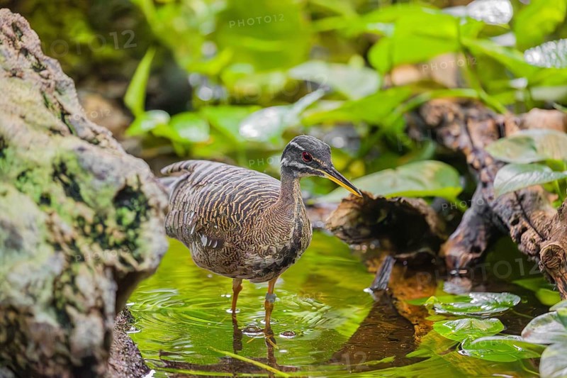 A sunbittern (Eurypyga helias) walks through a shallow creek in a forest searching for food