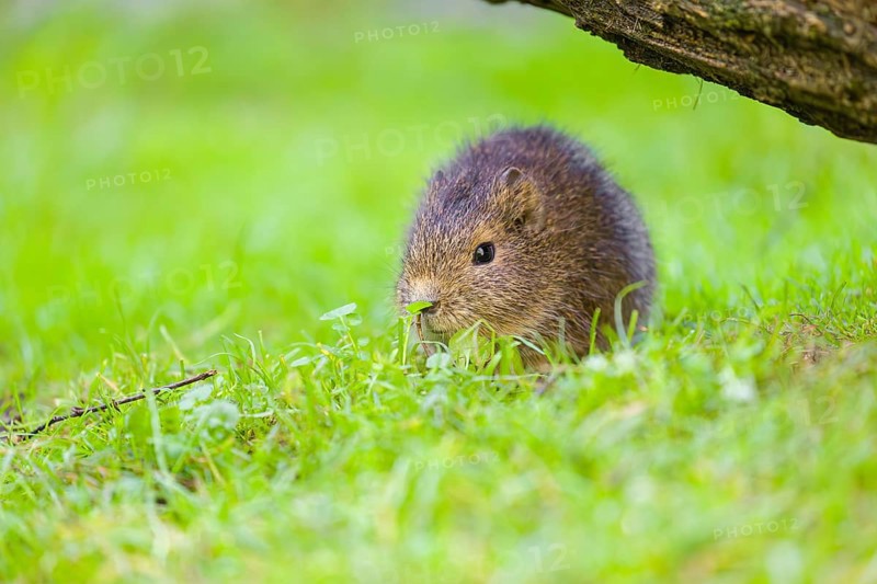 A young Brazilian guinea pig (Cavia aperea) grazes on a green meadow