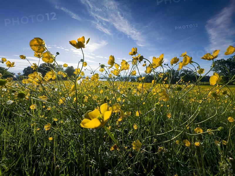 Flower meadow, buttercup, buttercup (Ranunculus acris), behind Lake Starnberg, Bavaria, Germany, Europe