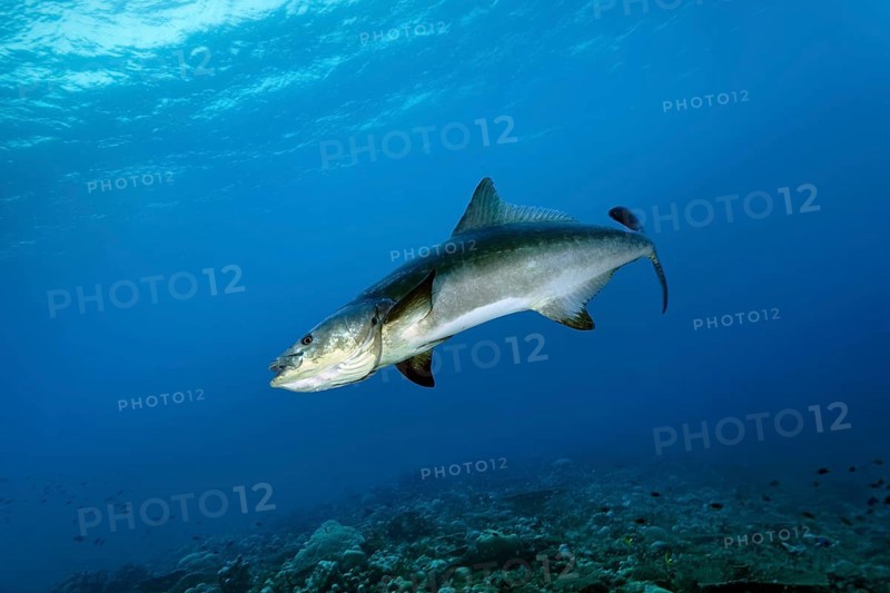 Kobia or officer's perch (Rachycentrum canadum), adult, seeks proximity to reef manta ray (Mobula alfredi), Great Barrier Reef, Unesco World Heritage Site, Coral Sea, Coral Sea, Pacific Ocean, Cairns, Queensland, Australia, Oceania