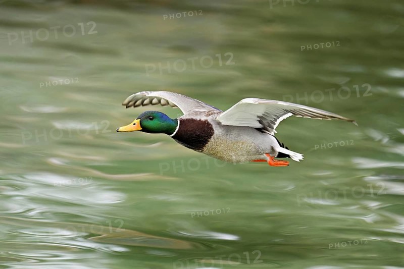 Mallard (Anas platyrhynchos), drake in flight, Switzerland, Europe