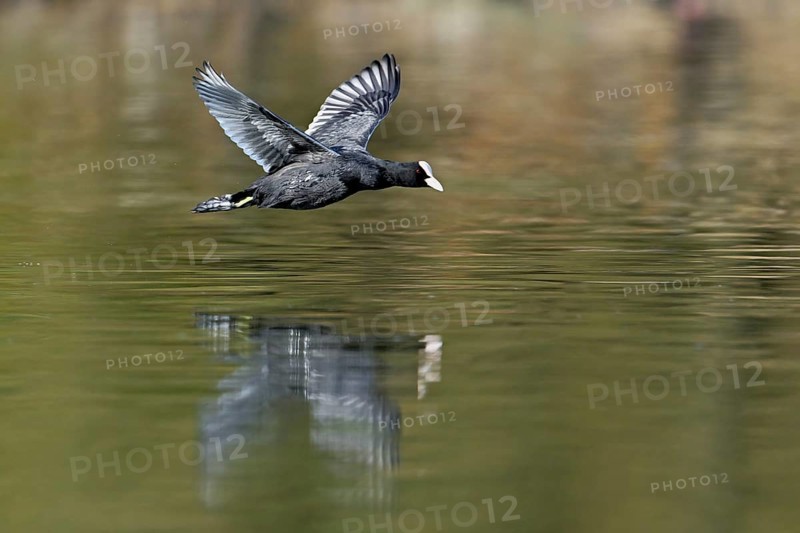 Eurasian Coot (Fulica atra), adult bird flying over the water, Flachsee, Canton Aargau, Switzerland, Europe