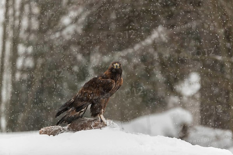 One golden eagle (Aquila chrysaetos) sitting on a carcass of a red fox on a snowy meadow during snowfall. A forest in the background