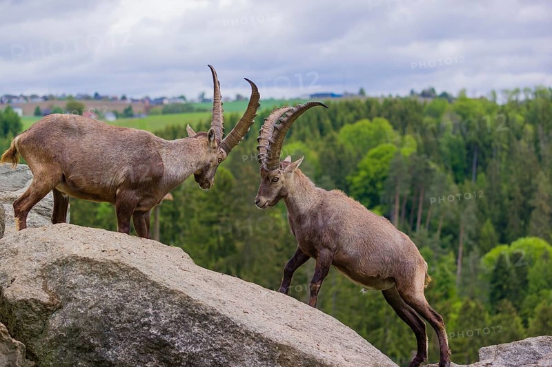 Two young male ibex (Capra ibex) playfight on rocks