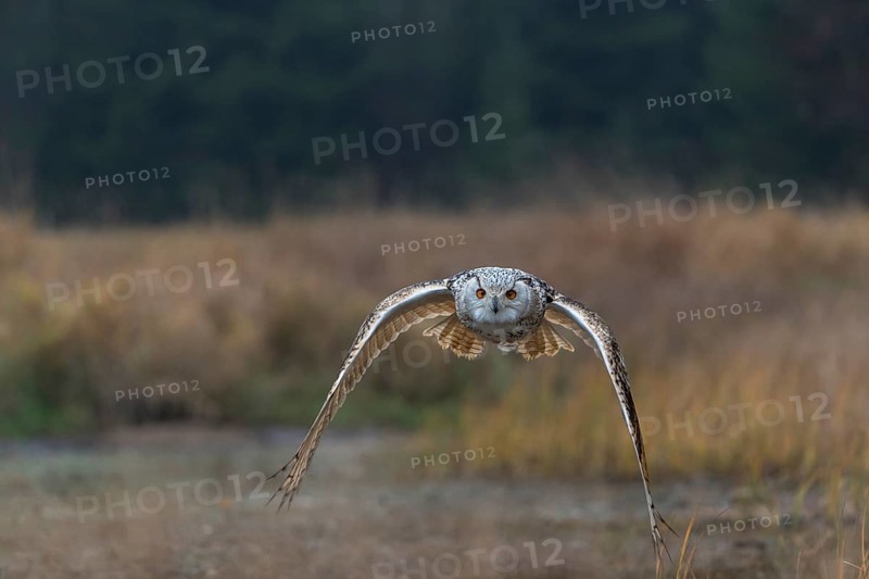 One Siberian Eagle Owl (Bubo bubo sibiricus) flying over tall reed grass lakeshore on an autumnal misty cold morning