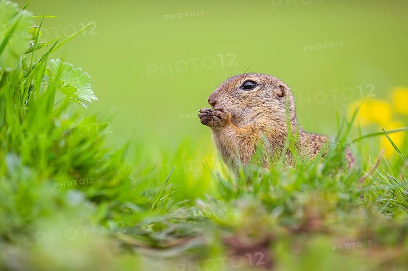 An adult European ground squirrel (Spermophilus citellus) or European souslik sits in green gras next to a flowering Ranunculus and eats something