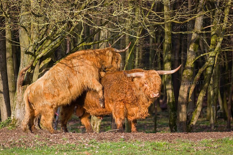A Highland Cow (Bos (primigenius) in heat mounts a bull