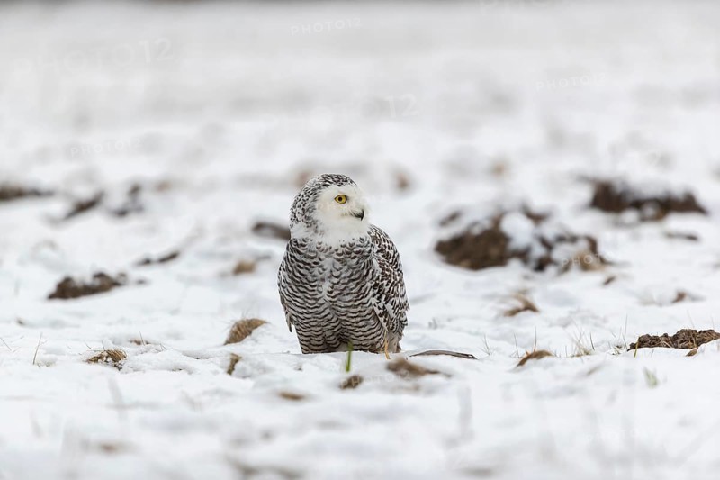 One snowy owl, Bubo scandiacus, Bubo scandiaca, Nyctea scandiaca sitting on a snowy meadow