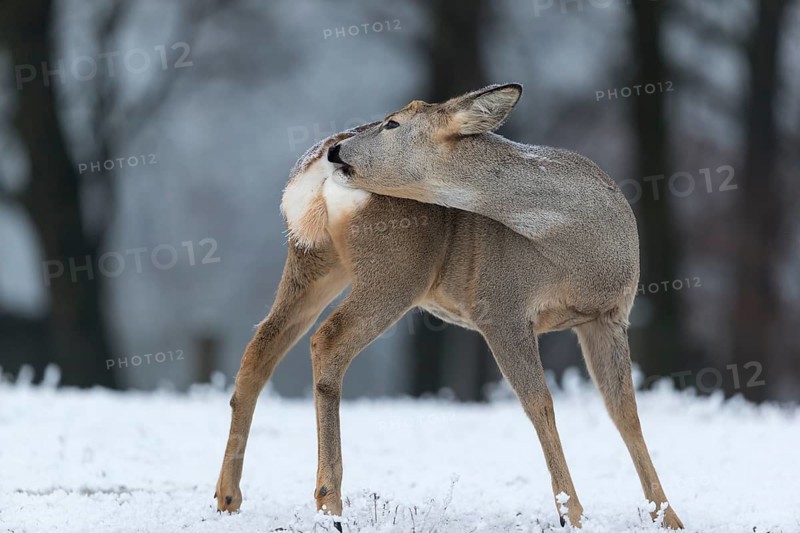 Roe deer standing in hoar frosted dead stinging nettle at minus 15 °C. Trees in background. Grooming himself