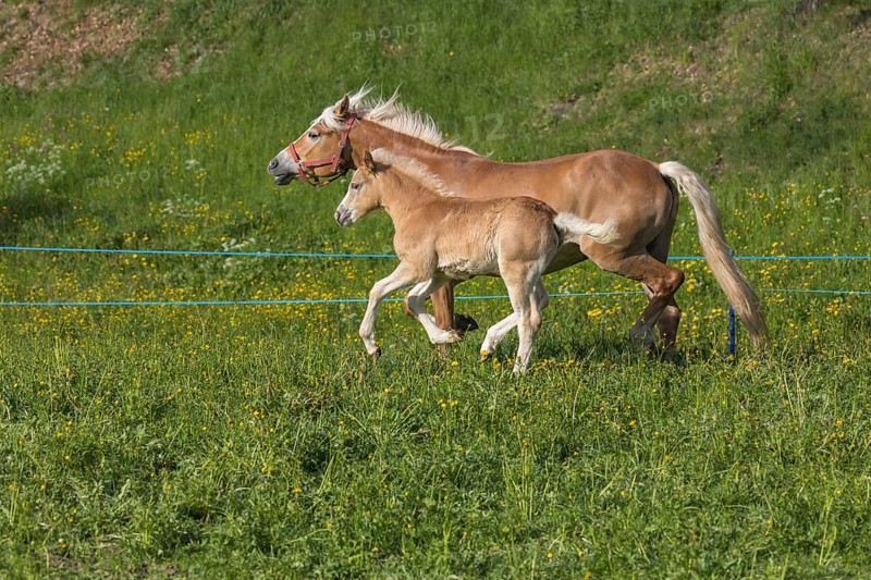 Haflinger horse, mare with foal running over a green meadow. Hafling village, South Tyrol