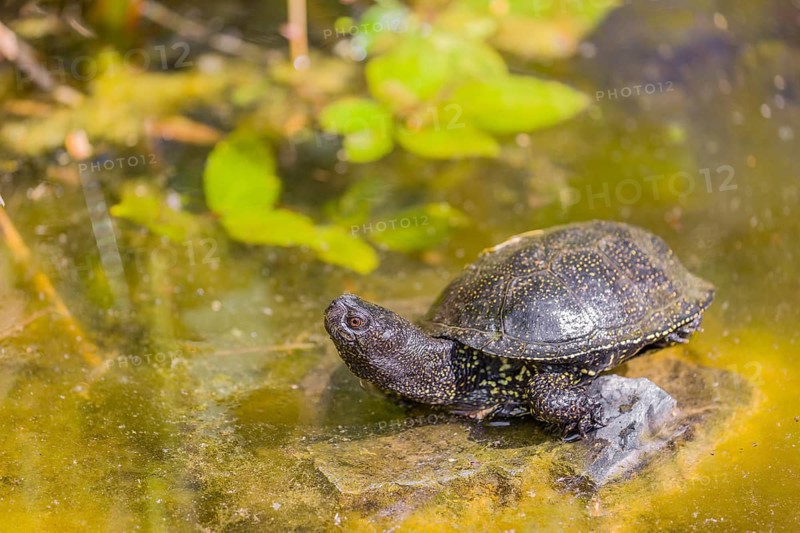 A European pond turtle (Emys orbicularis), rests on a stone lying in a pond