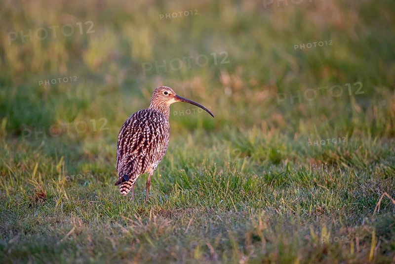 Eurasian curlew (Numenius arquata), Ochsenmoor, Dümmer, Lemförde, Lower Saxony, Germany, Europe