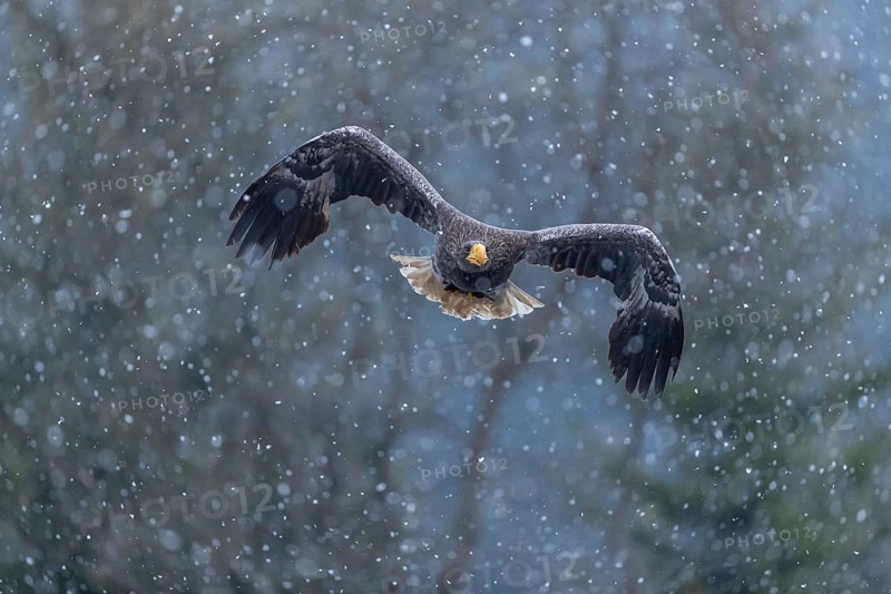 One young Steller's sea eagle (Haliaeetus pelagicus) flying over a lake while snow is falling. A forest in the background. Controlled condition
