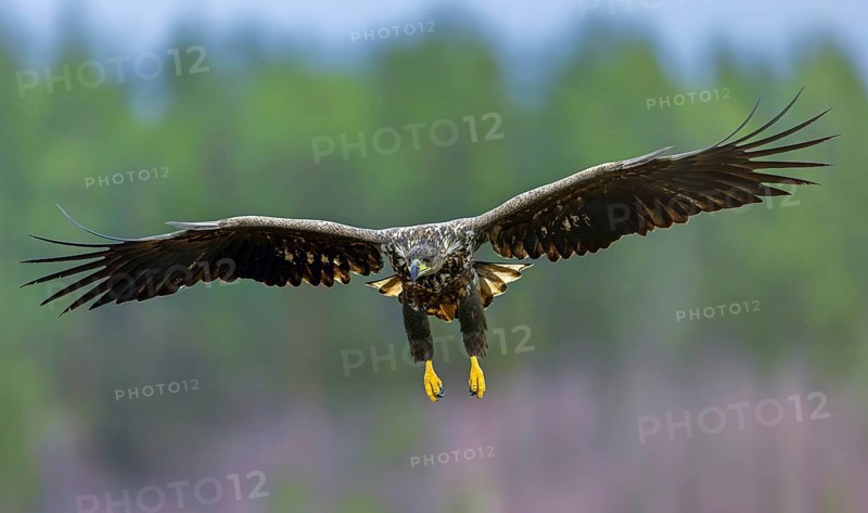White-tailed eagle, Eurasian sea eagle (Haliaeetus albicilla) juvenile landing with spread wings in moorland, heathland in late autumn, winter