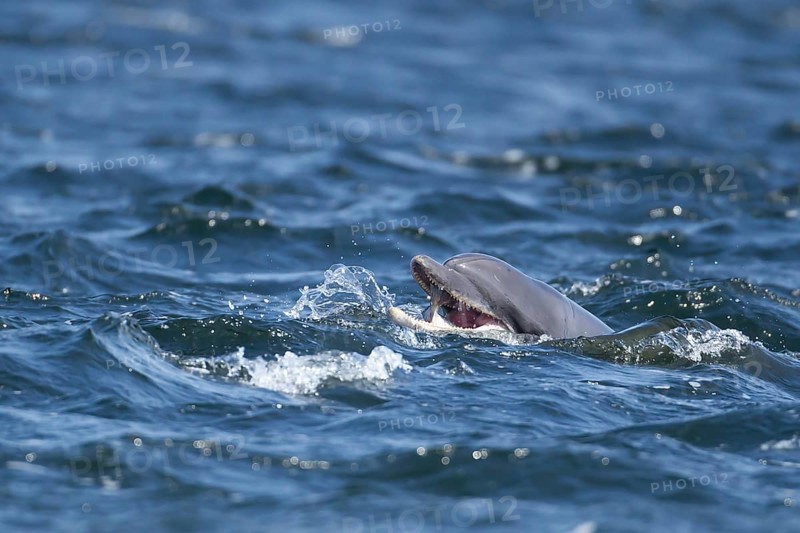 Common bottlenose dolphin (Tursiops truncatus) adult marine mammal eating a salmon fish on the surface of the sea, Scotland, United Kingdom, Europe