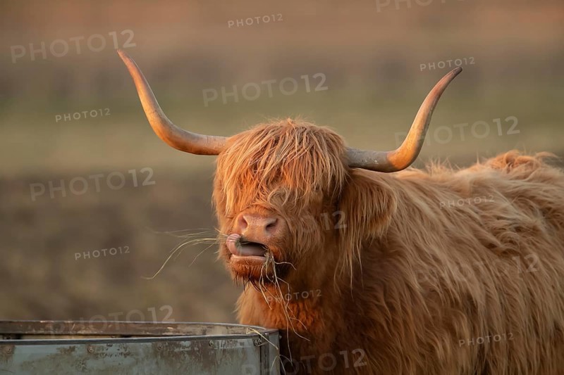 Highland cattle or cow (Bos taurus taurus) adult farm animal eating hay from a trough, England, United Kingdom, Europe