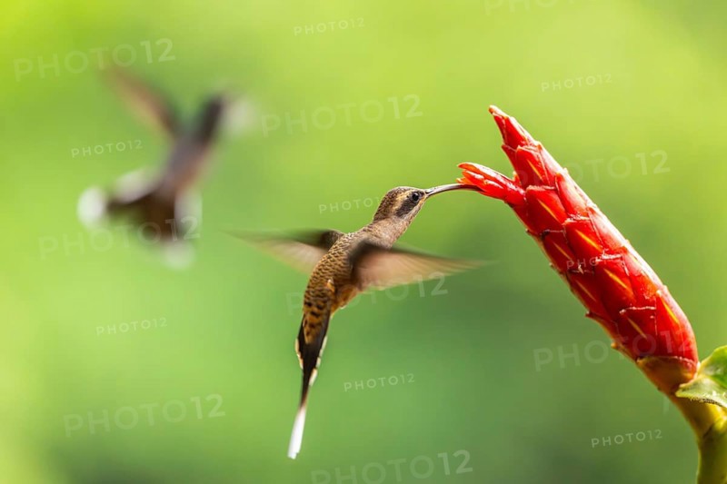 Long-billed Shadow Hummingbird (Phaethornis longirostris), Hummingbird (Trochilidae), Swiftbirds (Apodiformes), Laguna del Lagarto Lodge, Alajuela, Costa Rica, Central America