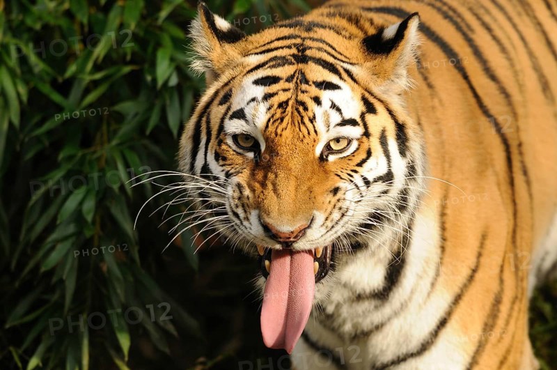 Close-up of a tiger with its tongue sticking out, surrounded by green foliage. Expressive and intense gaze, Siberian tiger (Panthera tigris altaica), captive, occurrence Russia, North Korea and China