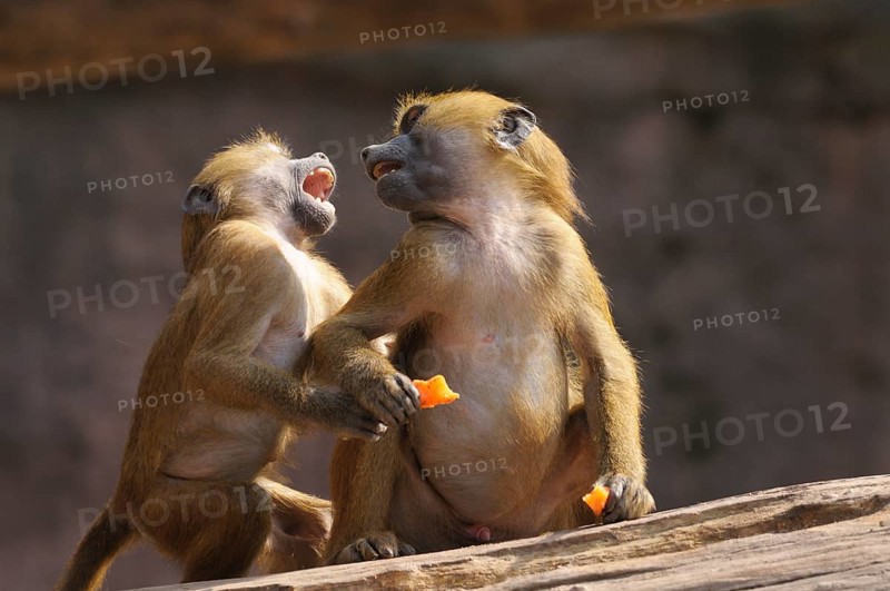 Two baboons interact lively and seem to communicate, Guinea baboon (Papio papio), captive, Germany, Europe