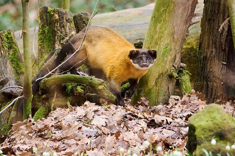 Yellow-throated marten (Martes flavigula) on the ground, Germany, Europe