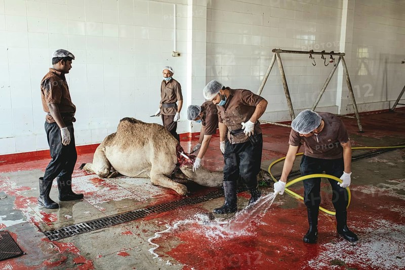 Camel slaughter (halal), Salalah slaughterhouse, Dhofar, Oman, Asia