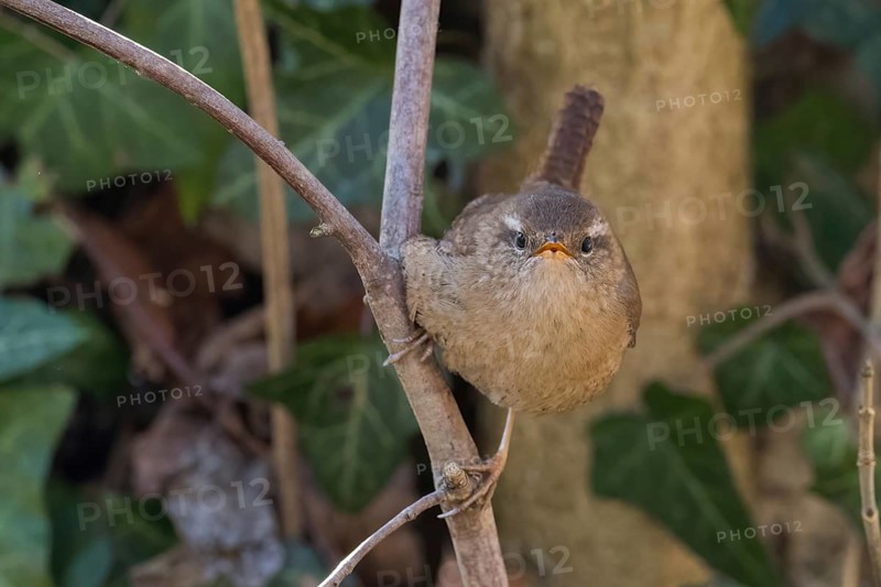 Close-up of a wren (Troglodytes troglodytes) on a branch, surrounded by green foliage, frontal view, Hesse, Germany, Europe