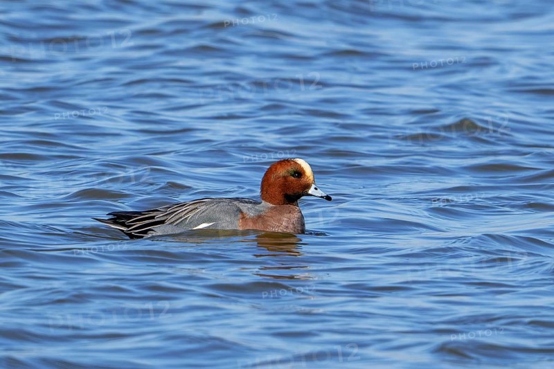 Eurasian wigeon, European wigeon (Mareca Penelope, Anas penelope) male dabbling duck swimming in pond in winter