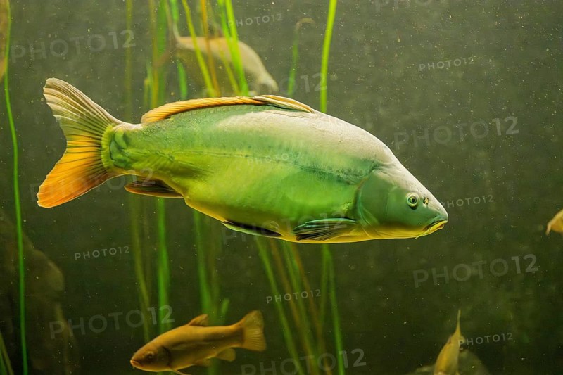 Common carp (Cyprinus carpio) floating above aquatic vegetation, Bavaria, Germany, Europe