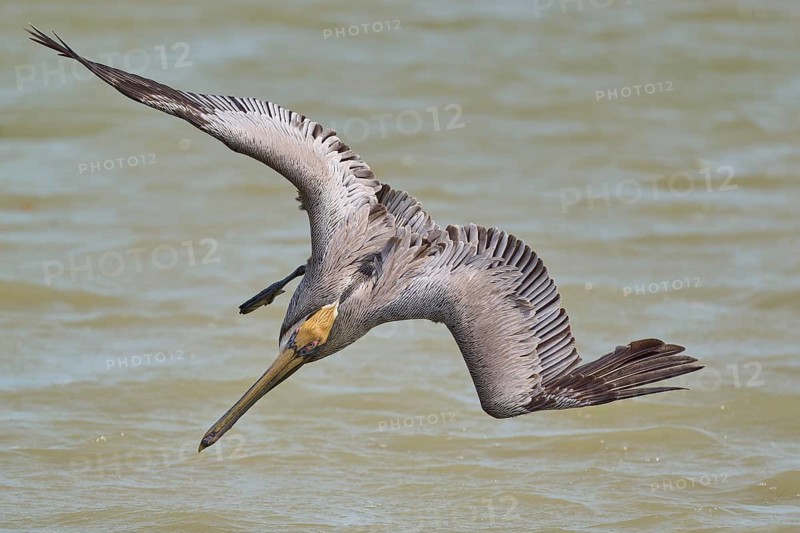 Brown Pelican, (Pelecanus occidentalis), Brown Pelican, fishing in the sea in a dynamic hunting scene, Flamingo, Everglades National Park, Florida, USA, North America