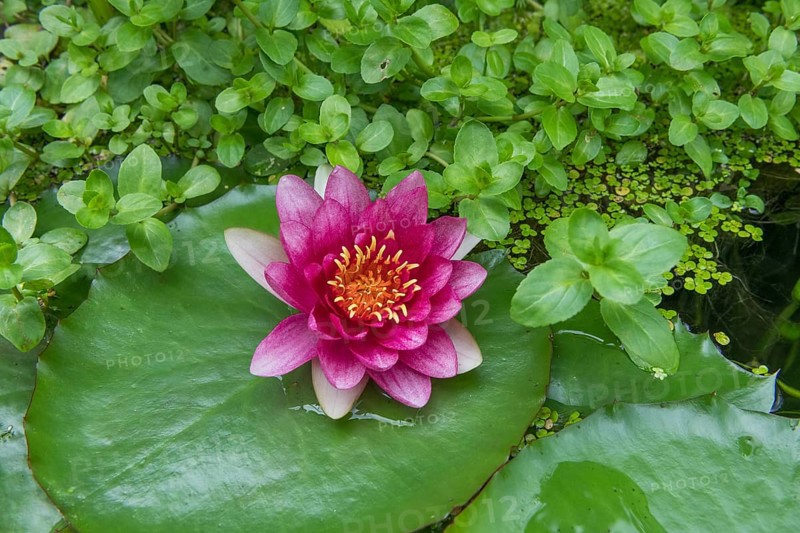 Red water lily (Nymphaea) on green leaves in a pond, duckweed, Baden-Württemberg, Germany, Europe