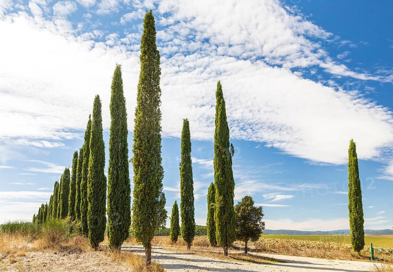 Avenue of cypress trees (Cupressus sempervirens) near Siena, Tuscany, Italy, Europe
