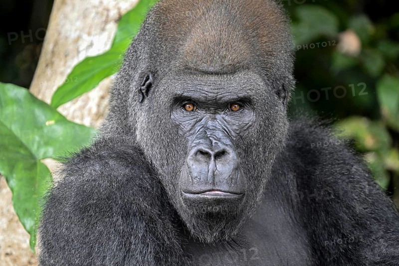 Western lowland gorilla (Gorilla gorilla gorilla), portrait, Réserve Lésio-Louna nature reserve, near Moembe, Plateau department, Republic of the Congo