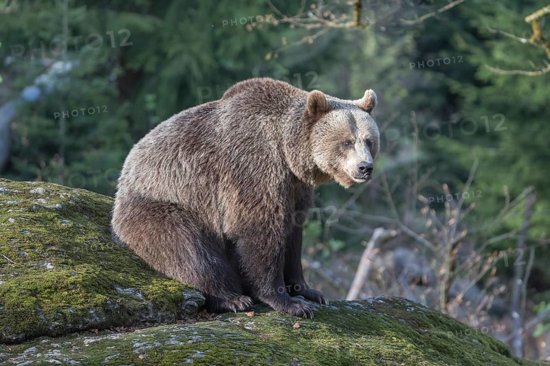 One female Eurasian brown bear (Ursus arctos arctos) resting on a mossy rock. Green vegetation in the background and a late light spot on the bear