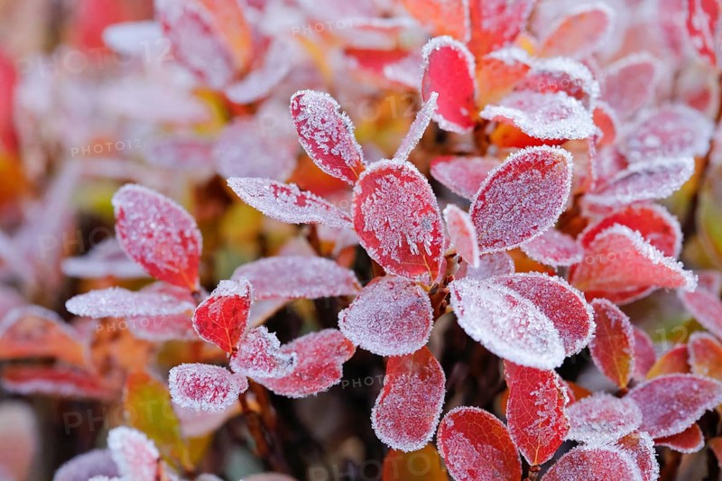 Autumn-coloured blueberry bushes covered with hoarfrost, autumn in the Swiss Alps